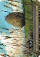 Haystack (Foil)  - Gothic Foil
